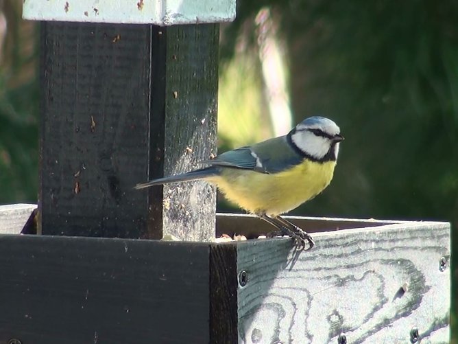 Blaumeise (Foto: P. H&ouml;hns)