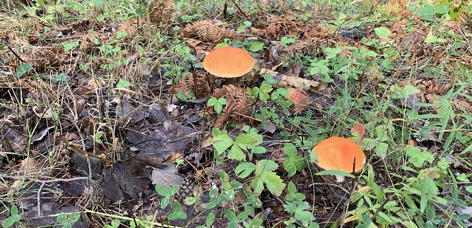 wetter (Foto: oas) wetter (Foto: oas)