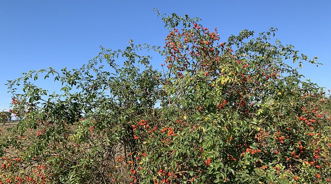 Wetter (Foto: oas) Wetter (Foto: oas)