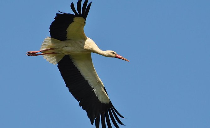 Wei&szlig;storch (Foto: K. Schmidt)