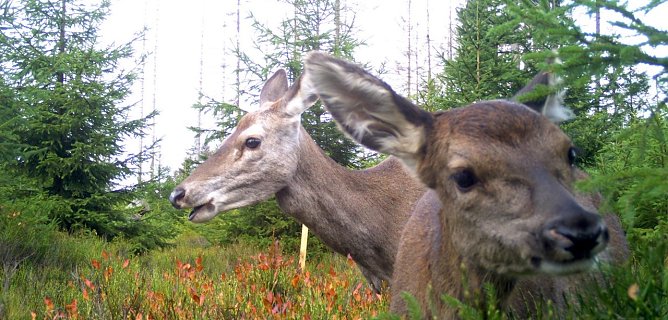 tiere (Foto: tiermonitoring)