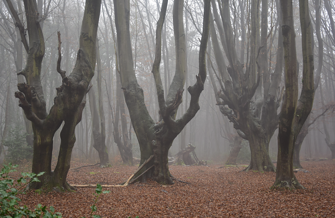 Mystische Momente im Wald (Foto: NABU/Dieter Paulus) Mystische Momente im Wald (Foto: NABU/Dieter Paulus)