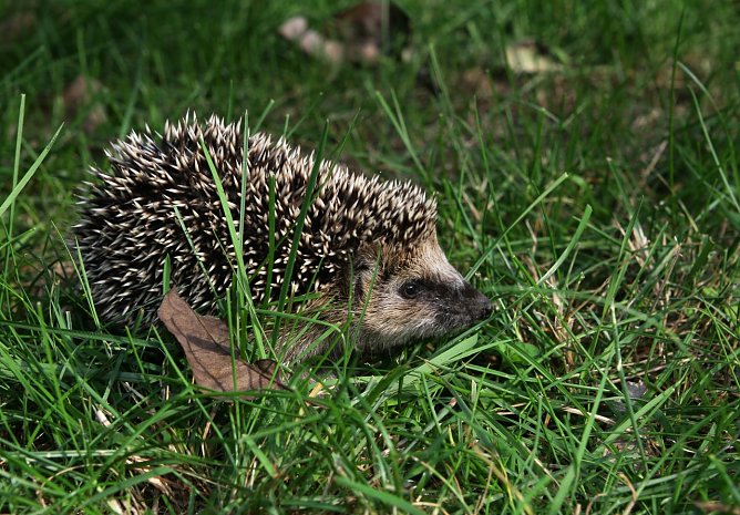 Igel (Foto: Ralf Donat) Igel (Foto: Ralf Donat)