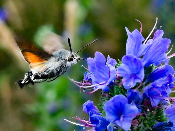 Taubenschwänzchen (Foto: Hannes Petrischak) Taubenschwänzchen (Foto: Hannes Petrischak)