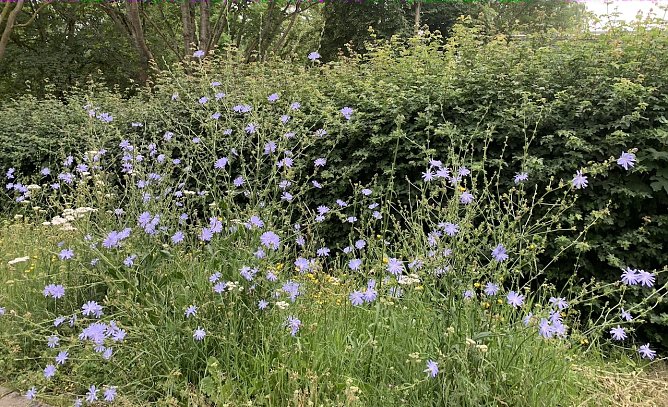 Blumenwiese in Nordhausen  (Foto: oas)
