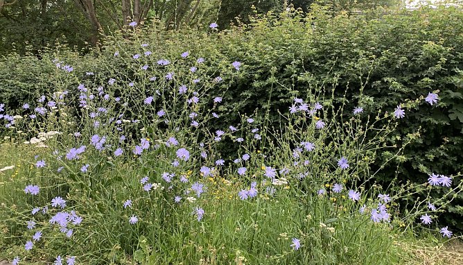 Blumenwiese (Foto: oas)