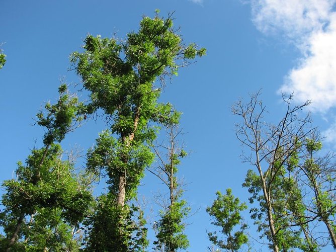 Durch einen ostasiatischen Schlauchpilz abgestorbene (re.) bzw. schwer gesch&auml;digte Eschen in Th&uuml;ringen (Foto: Th&uuml;ringenForst)