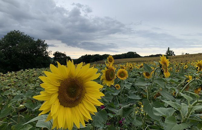 Sonnenblumenfeld in Nordth&uuml;ringen (Foto: oas)