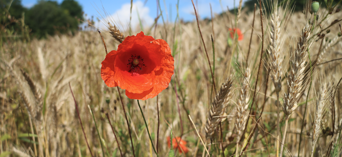 Wetterbild (Foto: agl)