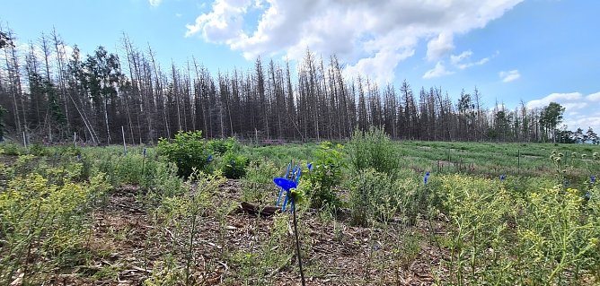 Fichtenstarben im Alten Stolberg (Foto: nnz)