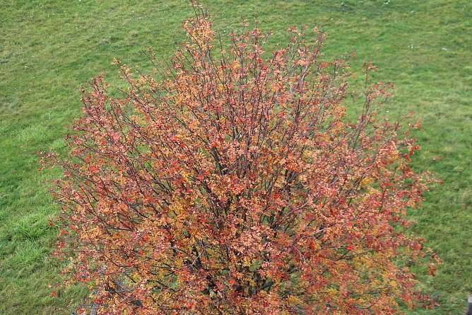 Herbstfärbung (Foto: oas) Herbstfärbung (Foto: oas)