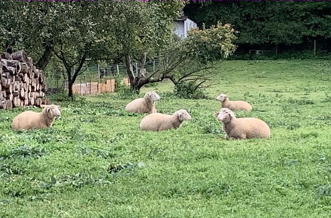 Mittagspause am Sonntag (Foto: oas) Mittagspause am Sonntag (Foto: oas)