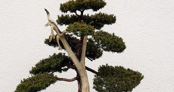 3000 Euro teurer Bonsai wird gesucht (Foto: PI NDH) 3000 Euro teurer Bonsai wird gesucht (Foto: PI NDH)