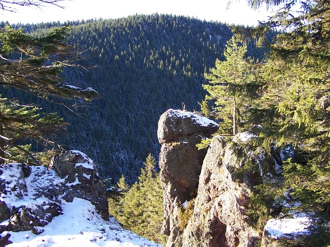 Die zus&auml;tzlichen Finanzmittel des Landes werden den Waldumbau hin zu klimastabilen W&auml;ldern in allen Waldbesitzarten deutlich beschleunigen (Foto: Th&uuml;ringenForst, Dr. Horst Spro&szlig;mann)