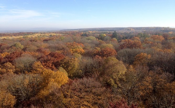 Blick vom Baumkronenpfad im Nationalpark Hainich (Foto: nnz-Archiv)
