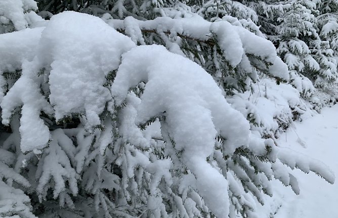 Winterwald am Neujahrstag (Foto: oas) Winterwald am Neujahrstag (Foto: oas)