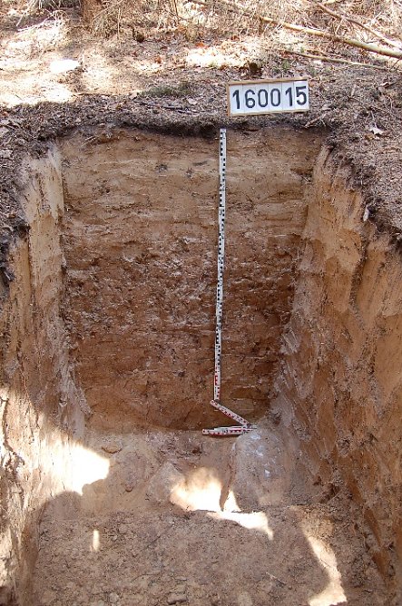 Bodenprofil mit tiefgr&uuml;ndigem L&ouml;sslehm im Th&uuml;ringer Forstamt Sondershausen. Derartig ertragreiche Waldstandorte sind im Freistaat selten (Foto: R&uuml;diger S&uuml;&szlig;)