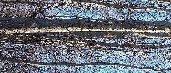 Holzzerst&ouml;rende Pilze verringern die Stabilit&auml;t der B&auml;ume. Im Stra&szlig;enbereich bleibt dann nur noch die F&auml;llung. (Foto: &copy; Stadtverwaltung M&uuml;hlhausen/Ronny Dietzel)