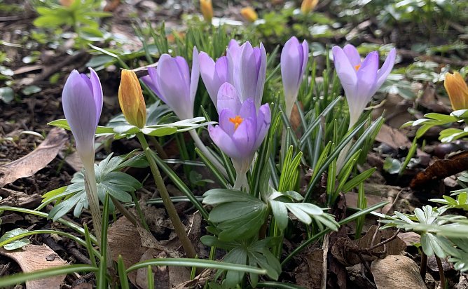 Fr&uuml;hlingsgru&szlig; im F&ouml;rstemannpark (Foto: oas)