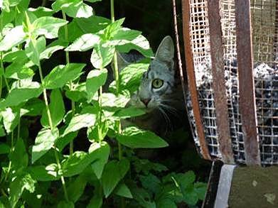 Straßenkatzen sind scheu und leben im Verborgenen (Foto: Deutscher Tierschutzbund e.V. / Ehrhardt) Straßenkatzen sind scheu und leben im Verborgenen (Foto: Deutscher Tierschutzbund e.V. / Ehrhardt)