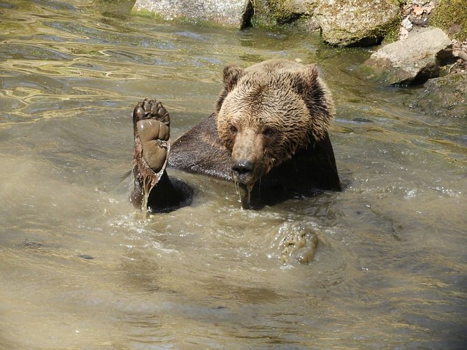 Fr&uuml;hlingserwachen im B&auml;renpark Worbis (Foto: B&auml;renpark Worbis)
