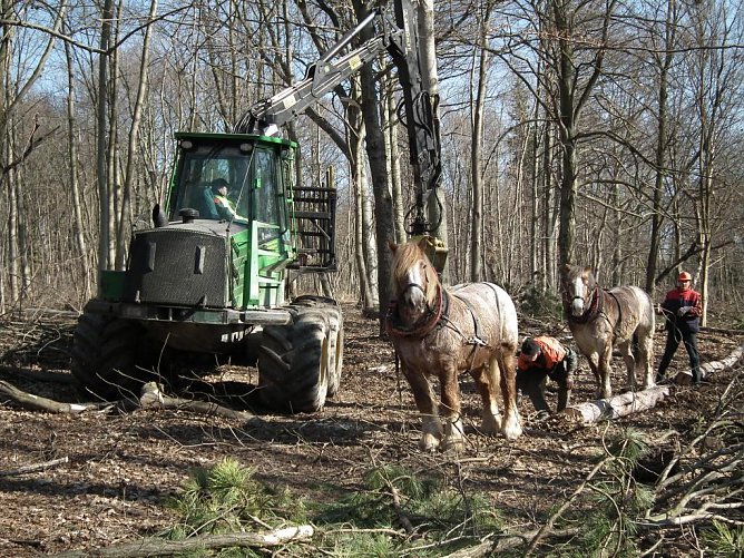 Dem Tierwohl zuliebe: Nicht R&uuml;ckepferd statt Maschine, sondern R&uuml;ckepferd und Maschine (Foto: Th&uuml;ringenForst, Dr. Horst Spro&szlig;mann)