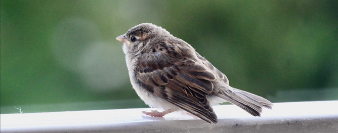 Junger Spatz auf Erkundungstour (Foto: emw)