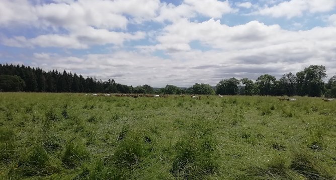 Weidefl&auml;che im Harz (Foto: W.J&ouml;rgens)