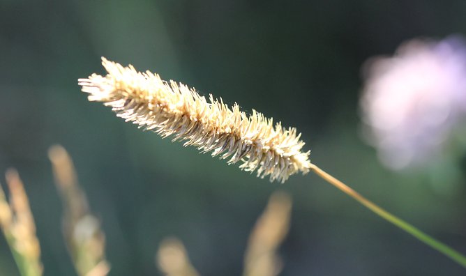 Sommer (Foto: oas) Sommer (Foto: oas)