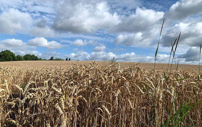 Getreidefeld bei Nordhausen (Foto: emw)