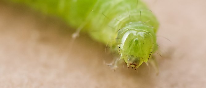 Wunderwerk der Natur (Foto: emw)