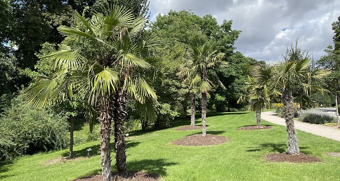 Exotik auf der Kurpromenade in Bad Langensalza (Foto: oas)