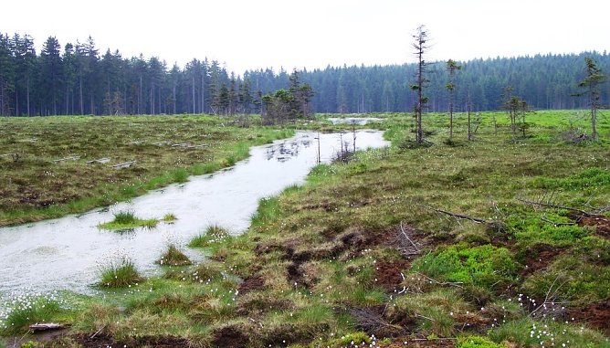 Das Saukopfmoor (Foto: Thüringen Forst) Das Saukopfmoor (Foto: Thüringen Forst)