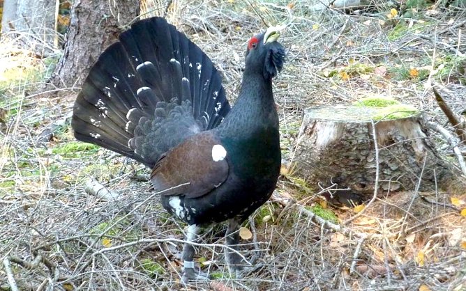 Imposanter Auerhahn- Gestern wurden junge H&auml;hne und Hennen bei Gehren ausgewildert (Foto: Sebastian Hey)