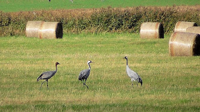 Unser Wetterbild kommt heute von Ulrich Reinboth der diesen Schnappschuss am Stausee Kelbra gemacht hat (Foto: Ulrich Reinboth)