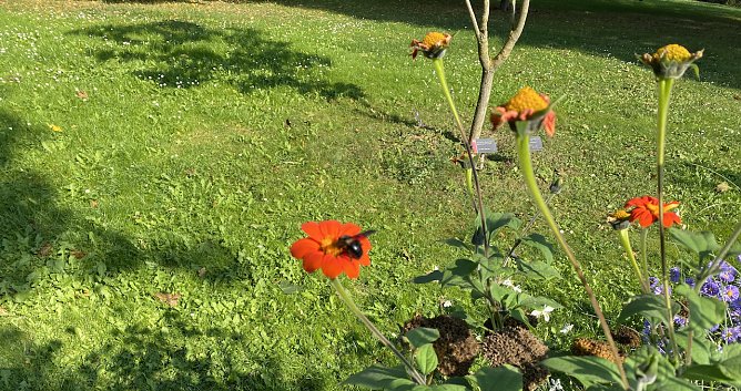 Herbstwiese (Foto: oas) Herbstwiese (Foto: oas)
