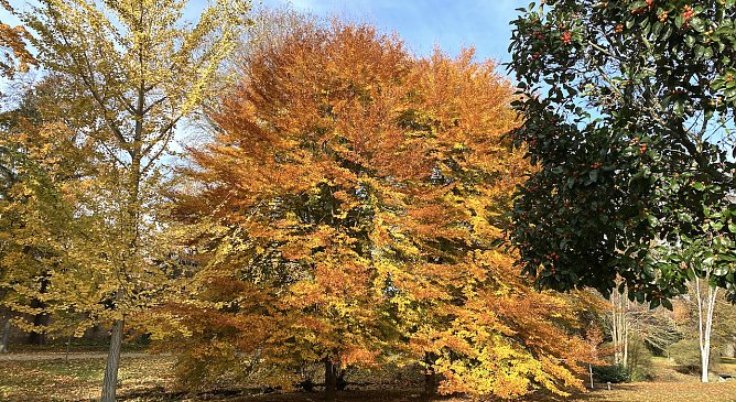 Herbstfärbung im Friedrikenschlösschen Bad Langensalza (Foto: oas) Herbstfärbung im Friedrikenschlösschen Bad Langensalza (Foto: oas)