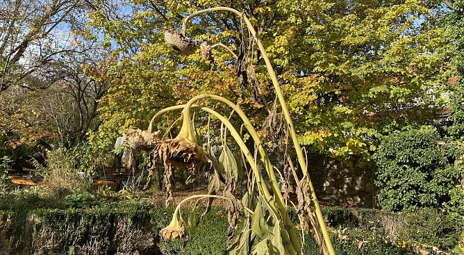 Verblühte Sonnenblumen (Foto: oas) Verblühte Sonnenblumen (Foto: oas)