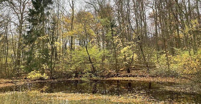 Im Nationalpark Unstrut-Hainich (Foto: oas)