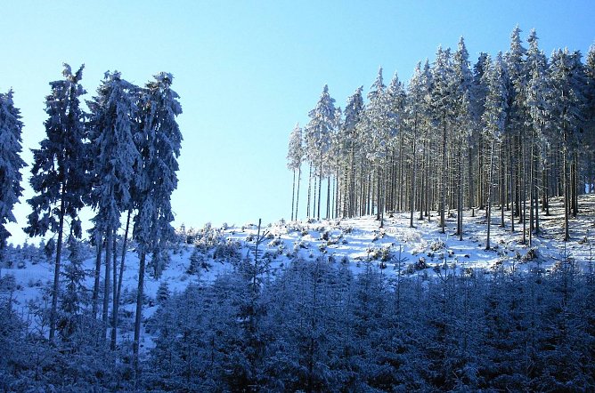 Dem Klimawandel nicht gewachsen und deshalb dringend zum Mischwald umzubauen: Fichtenwirtschaft im Th&uuml;ringer Wald. Doch ohne die helfende Hand des Waldbesitzers geht es nicht schnell genug   (Foto: Dr. Horst Spro&szlig;mann)