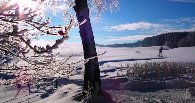 B&auml;ume trotzen den heimischen Wintertemperaturen mit unterschiedlichen &Uuml;berlebensstrategien (Foto: Horst Spro&szlig;mann)