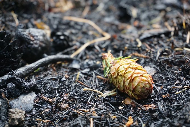 Klimaexperten sehen f&uuml;r die n&auml;chsten Jahrzehnte, bedingt durch trockenere Fr&uuml;hjahre und hei&szlig;ere Sommer, eine Zunahme der Waldbrandgefahr voraus (Foto: Th&uuml;ringenForst, Dr. Horst Spro&szlig;mann)