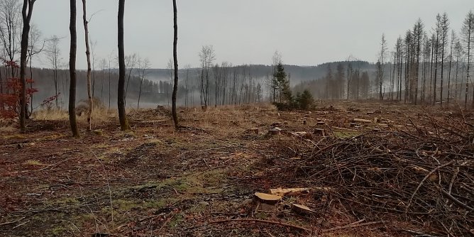 4 Grad plus, Windstille und Nebel in den Tallagen meldet der Harz heute  (Foto: W.J&ouml;rgens)