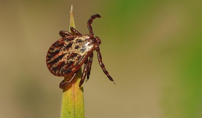 Neben dem Hausbock finden sich als Klimawandelfolge zunehmend auch exotische Zeckenarten in Th&uuml;ringens W&auml;ldern, so etwa die Auwaldzecke (Foto: Andreas Knoll)