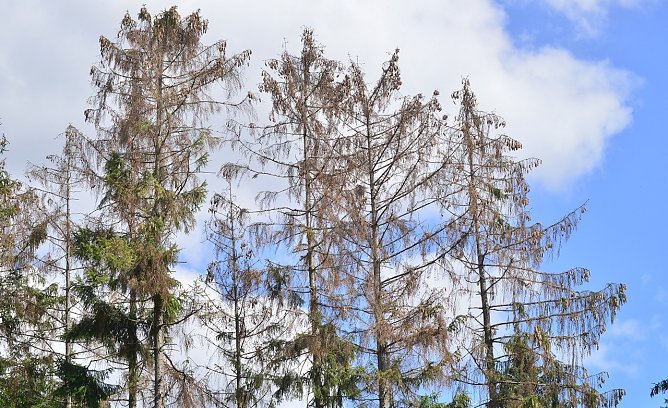 F&uuml;r Waldbesitzer und Forstleute in den letzten Jahren ein h&auml;ufiger Anblick: Vom Borkenk&auml;fer zerst&ouml;rte Fichten. 2022 scheint die Trendwende zu bringen   (Foto: Andreas Knoll)