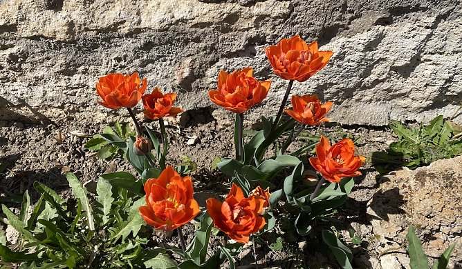 Der April bleibt durchwachsen und kühl (Foto: oas) Der April bleibt durchwachsen und kühl (Foto: oas)