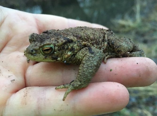 BUND unterst&uuml;tzte die Kr&ouml;tenwanderung (Foto: BUND)