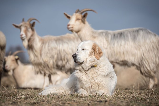Herdenschutzhunde können helfen (Foto: Sebastian Hennigs) Herdenschutzhunde können helfen (Foto: Sebastian Hennigs)