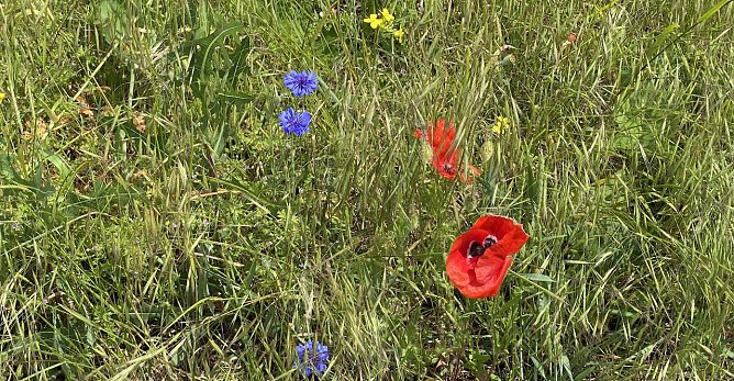Heute noch verbreitet sch&ouml;n, morgen aber regnerisch (Foto: oas)