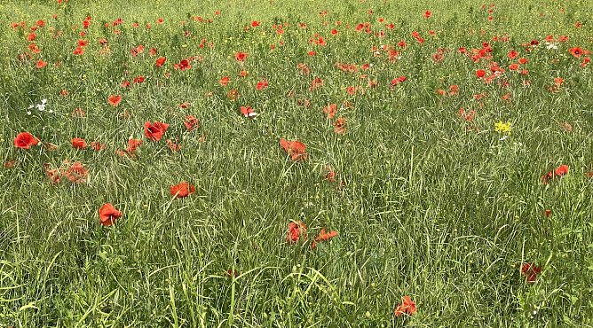 Klatschmohnwise bei Bad Langensalza (Foto: oas)